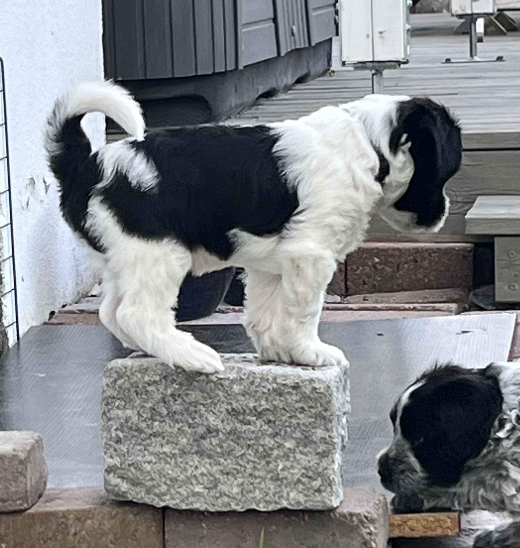 Kongen på "steinen"